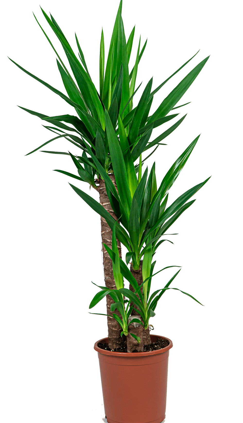 Verzorgingstips Yucca